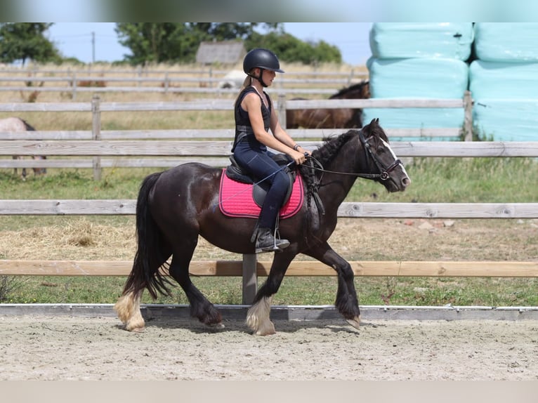 Tinker Jument 8 Ans 124 cm Noir in Pepingen