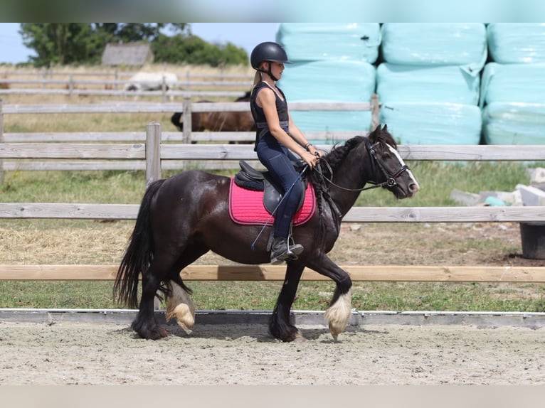 Tinker Jument 8 Ans 124 cm Noir in Pepingen