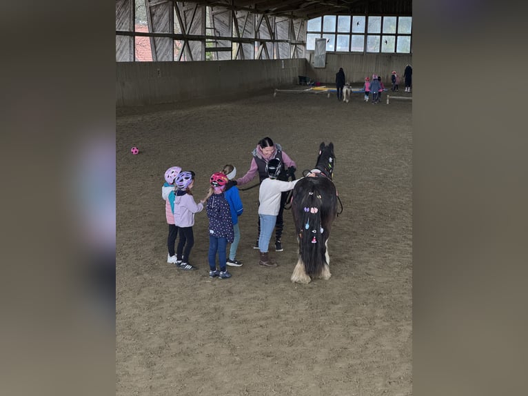 Tinker Jument 8 Ans 125 cm Roan-Bay in Baierdorf-Umgebung