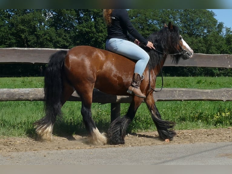 Tinker Jument 8 Ans 126 cm Bai in Lathen