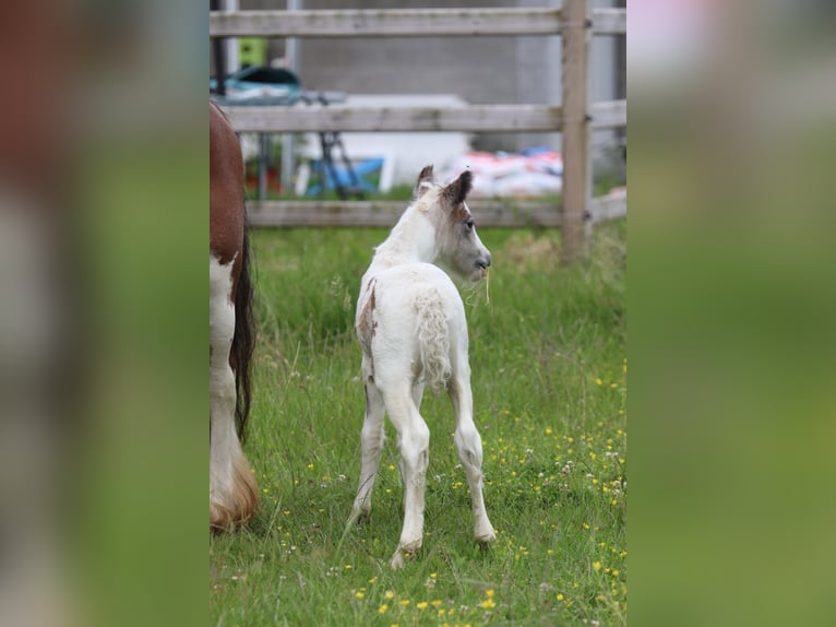 Tinker Jument 8 Ans 127 cm Pinto in Pepingen