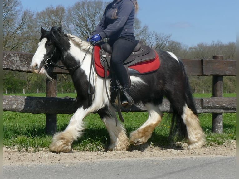 Tinker Jument 8 Ans 129 cm Pinto in Lathen