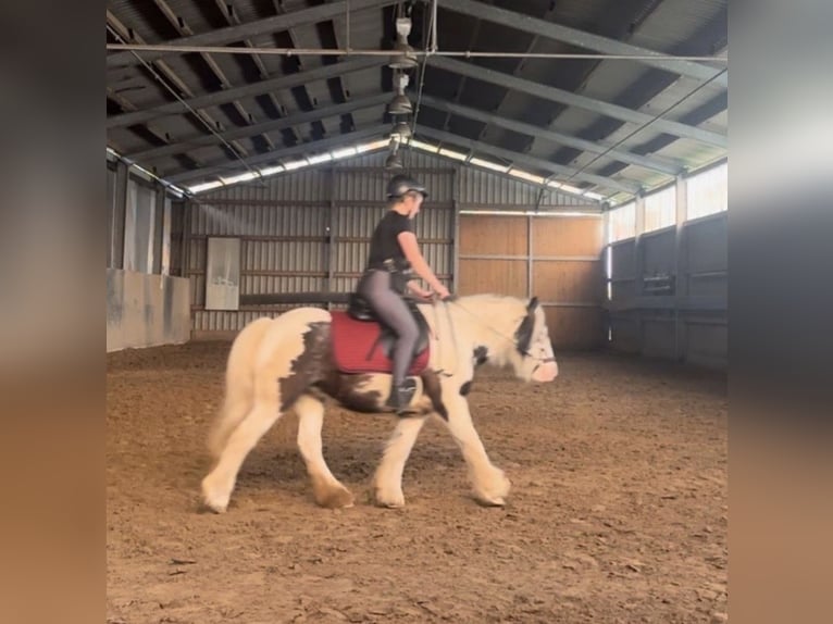 Tinker Jument 8 Ans 130 cm Pinto in Marl
