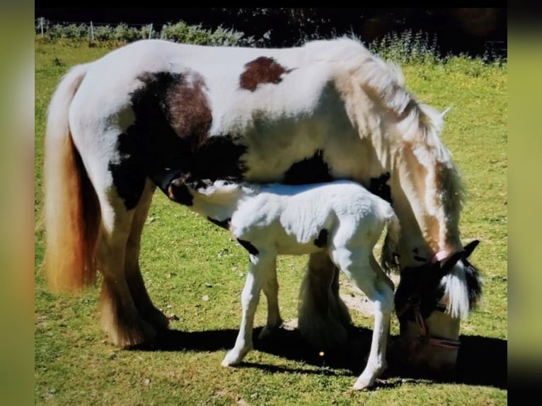 Tinker Jument 8 Ans 130 cm Pinto in Marl