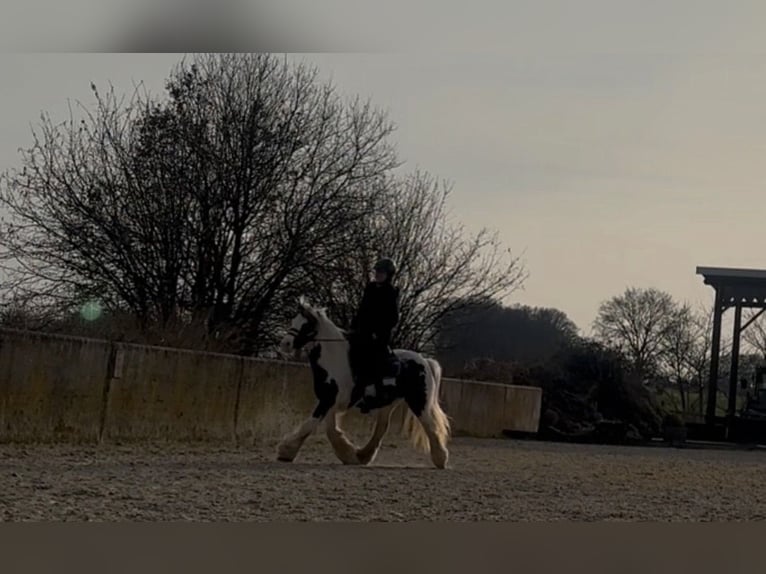 Tinker Jument 8 Ans 130 cm Pinto in Marl