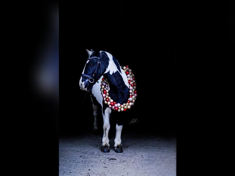 Tinker Jument 8 Ans 130 cm Pinto in Oldendorf