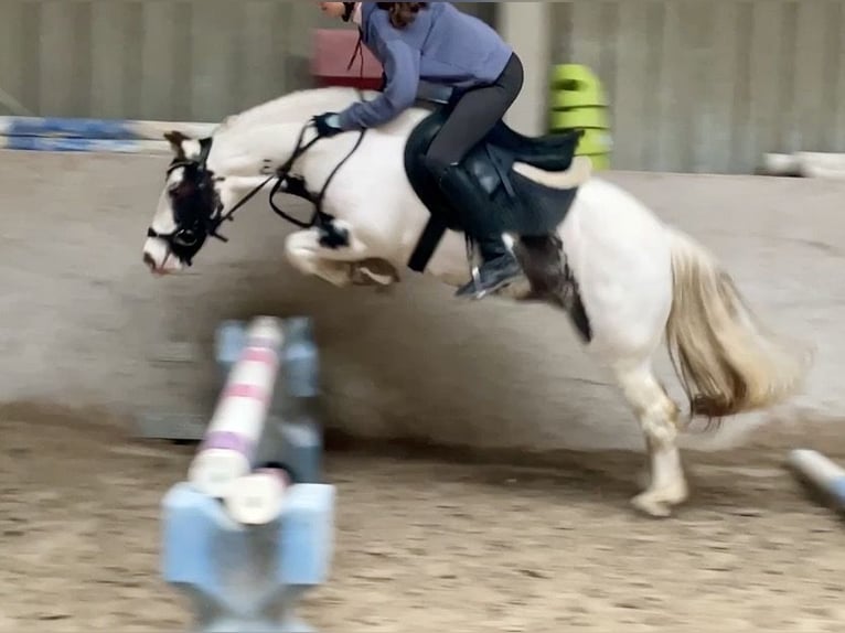 Tinker Jument 8 Ans 135 cm Pinto in Würzburg