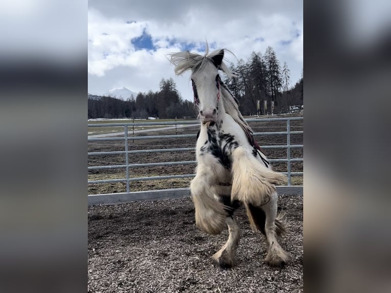 Tinker Croisé Jument 8 Ans 135 cm Pinto in Sta. Maria Val M&#xFC;stair