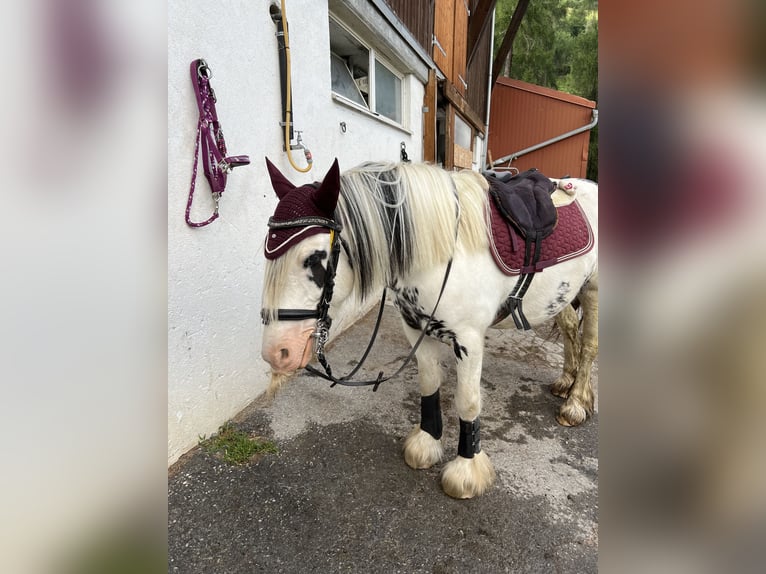 Tinker Croisé Jument 8 Ans 135 cm Pinto in Sta. Maria Val M&#xFC;stair