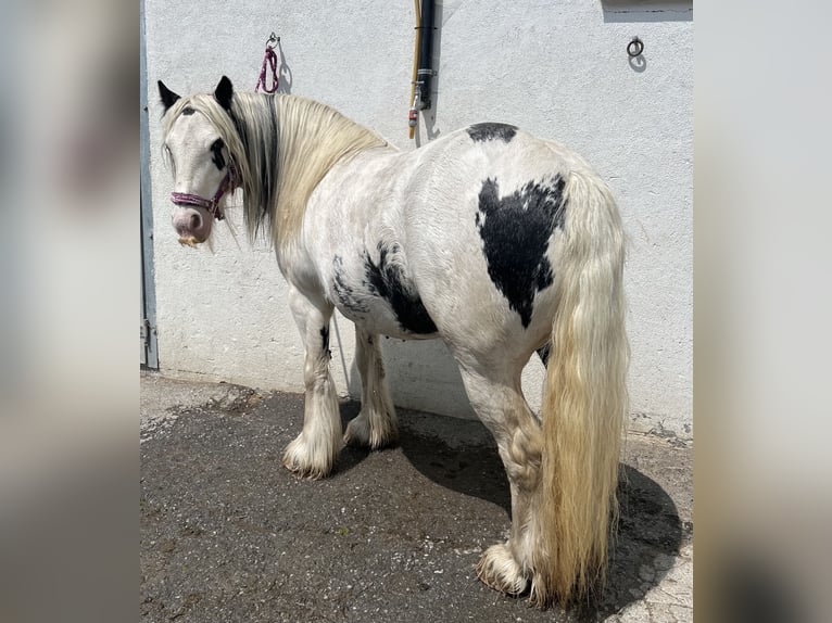 Tinker Croisé Jument 8 Ans 135 cm Pinto in Sta. Maria Val M&#xFC;stair
