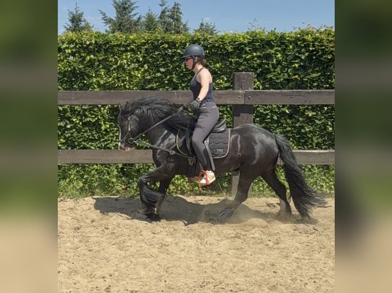 Tinker Jument 8 Ans 136 cm Noir in Daleiden