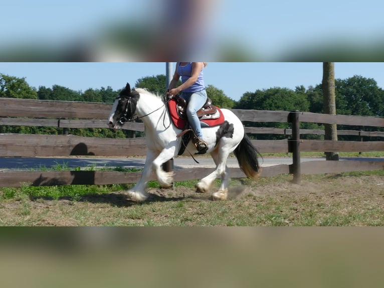 Tinker Jument 8 Ans 136 cm Pinto in Lathen