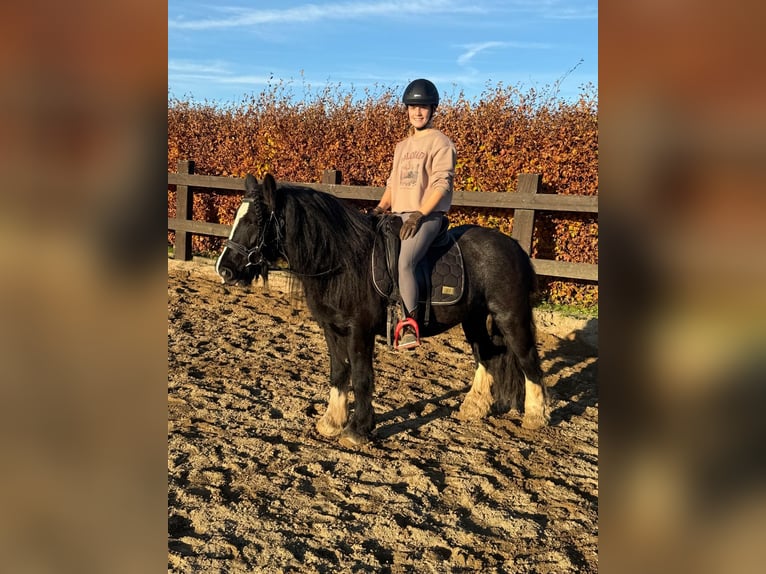 Tinker Jument 8 Ans 137 cm Noir in Daleiden