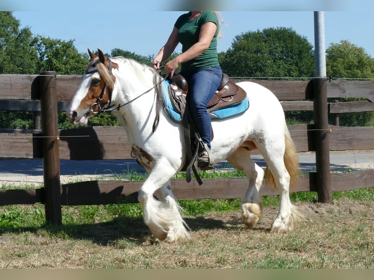 Tinker Jument 8 Ans 137 cm Pinto in Lathen