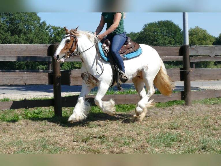 Tinker Jument 8 Ans 137 cm Pinto in Lathen
