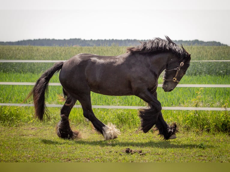Tinker Jument 8 Ans 138 cm Noir in Opole