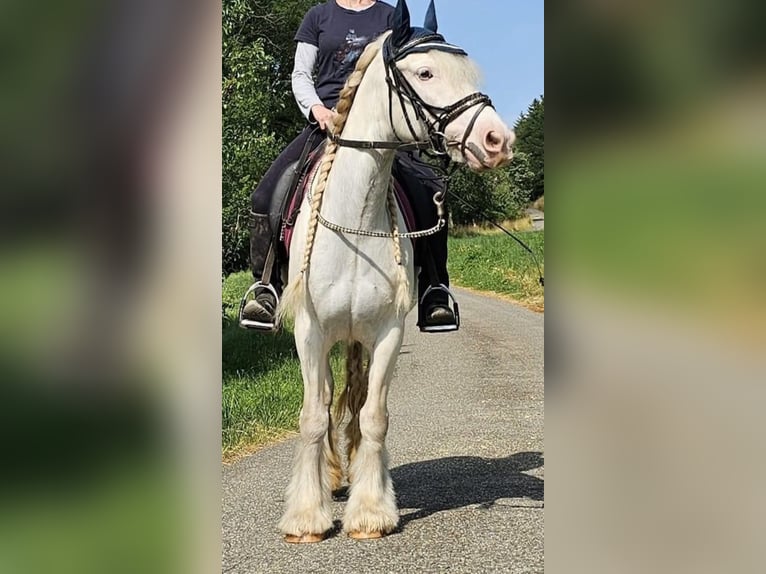 Tinker Jument 8 Ans 140 cm Peut devenir gris in Engen