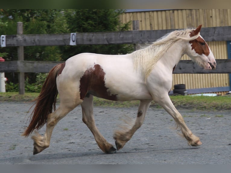 Tinker Jument 8 Ans 140 cm Pinto in Pleystein