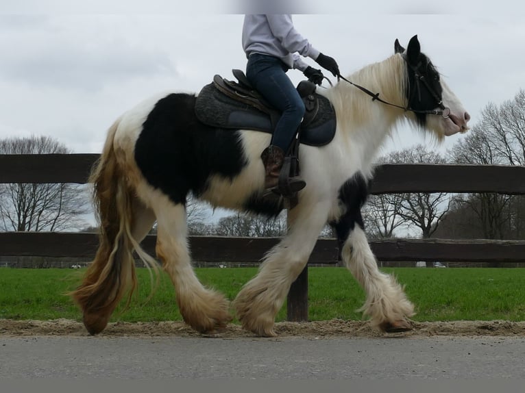 Tinker Jument 8 Ans 140 cm Pinto in Lathen