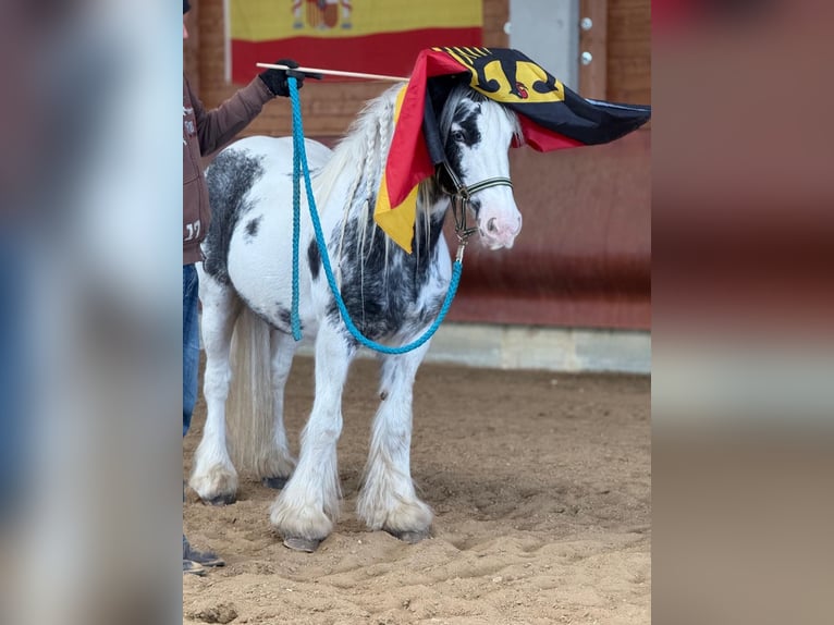 Tinker Jument 8 Ans 142 cm Pinto in Achstetten