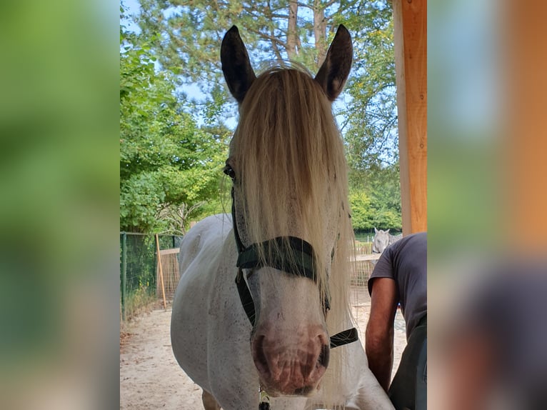 Tinker Jument 8 Ans 146 cm Rouan Bleu in Assen