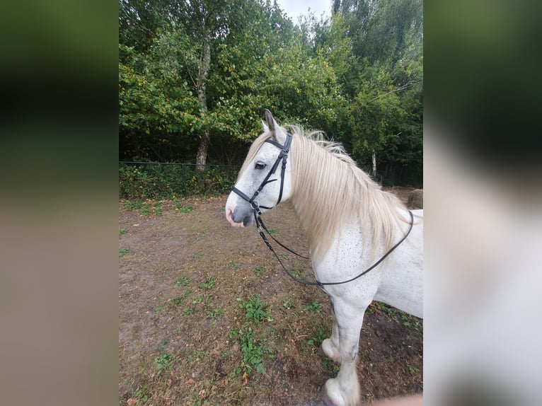 Tinker Jument 8 Ans 146 cm Rouan Bleu in Assen