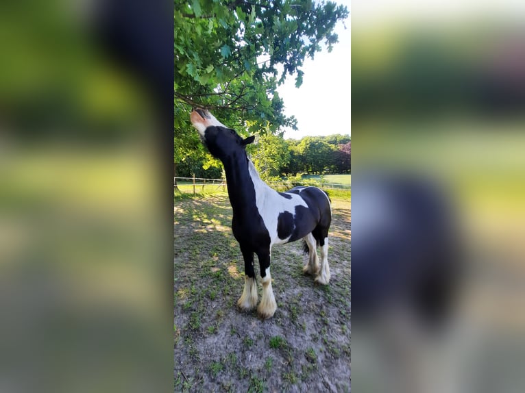 Tinker Jument 8 Ans 147 cm Pinto in Ibbenb&#xFC;ren