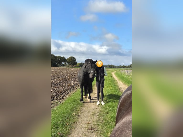 Tinker Jument 8 Ans 152 cm Noir in Hude (Oldenburg)