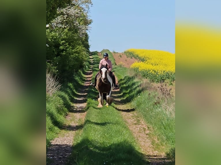 Tinker Jument 8 Ans 154 cm Pinto in Nordhausen