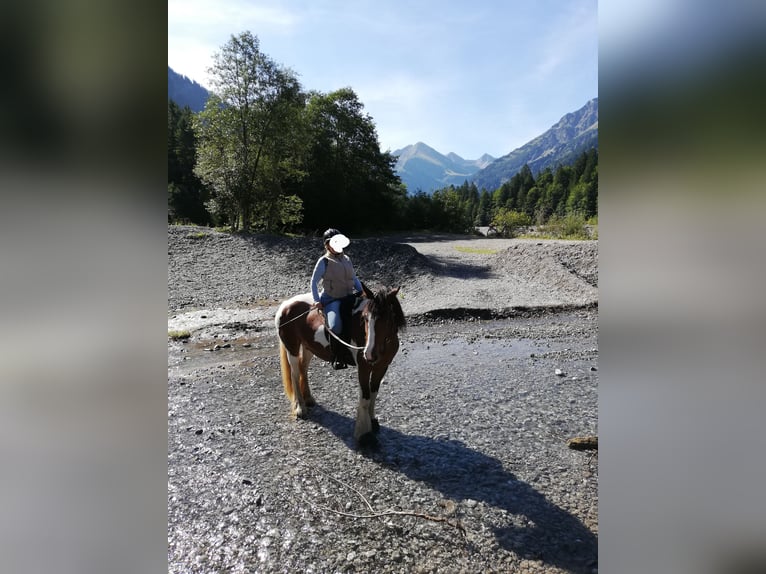 Tinker Jument 8 Ans 158 cm in Oberstdorf