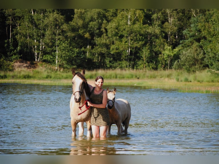 Tinker Croisé Jument 8 Ans 158 cm Isabelle in Ruinen