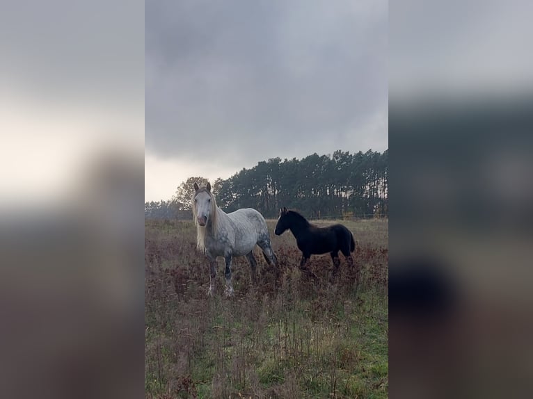 Tinker Jument 8 Ans Gris in Frankfurt (Oder)