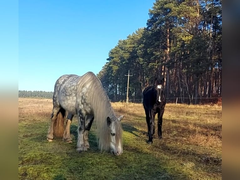 Tinker Jument 8 Ans Gris in Frankfurt (Oder)