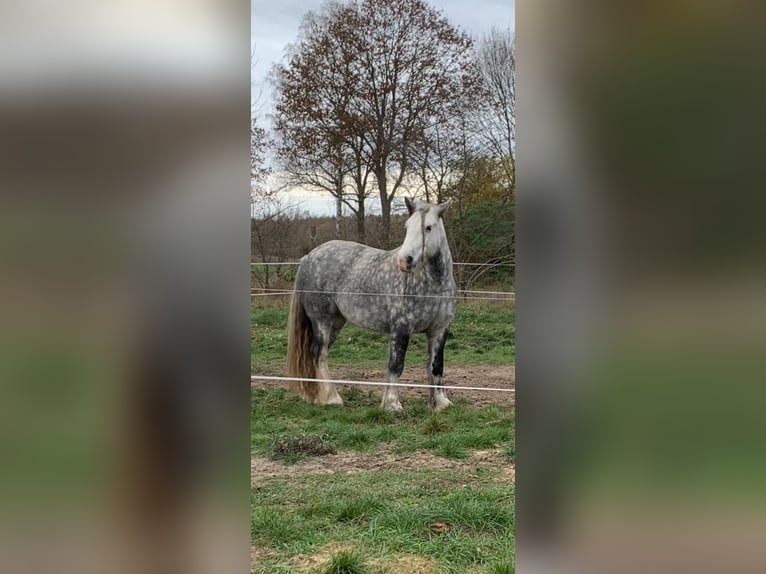Tinker Jument 8 Ans Gris in Frankfurt (Oder)