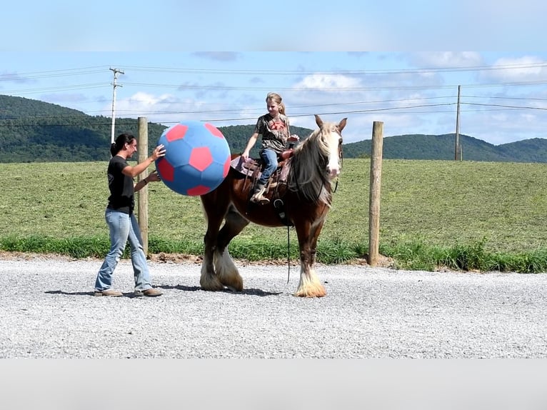 Tinker Jument 8 Ans in Rebersburg, PA