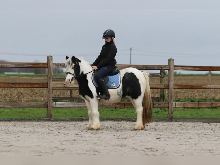 Tinker Jument 9 Ans 120 cm Pinto in Bogaarden