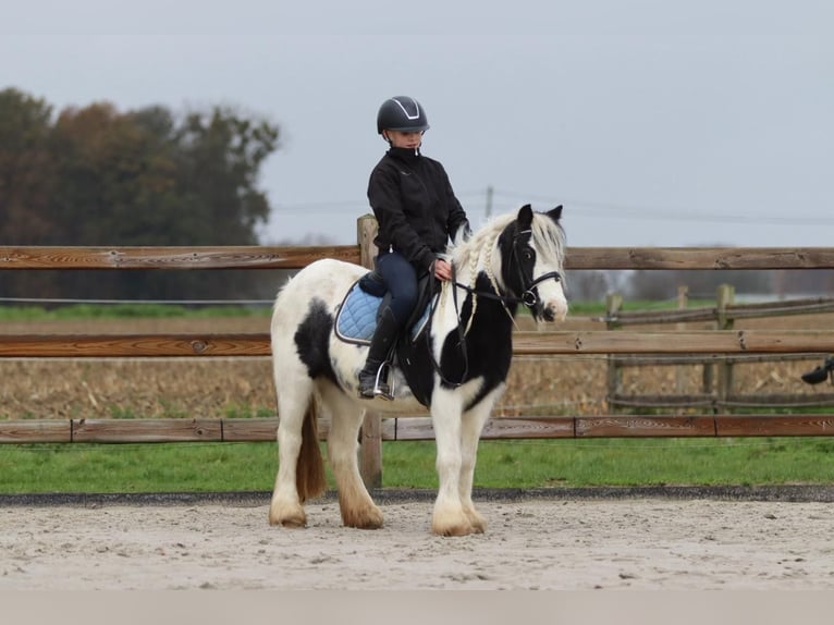 Tinker Jument 9 Ans 120 cm Pinto in Bogaarden