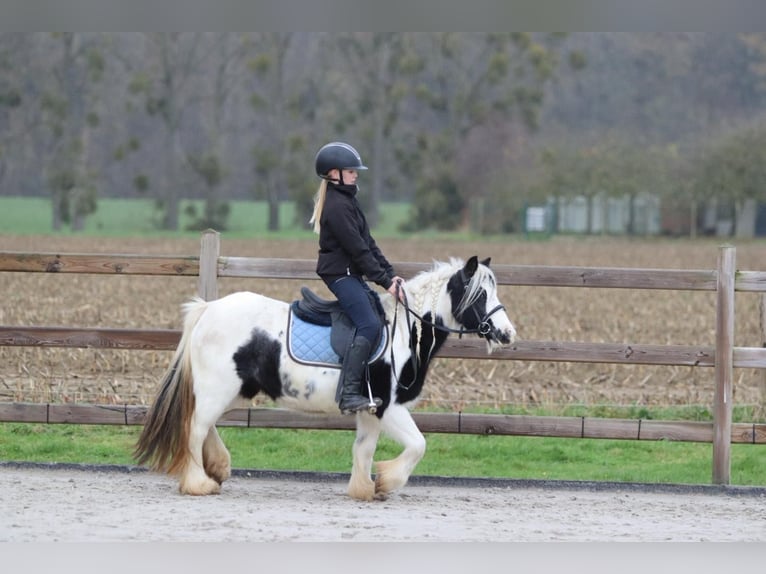 Tinker Jument 9 Ans 120 cm Pinto in Bogaarden