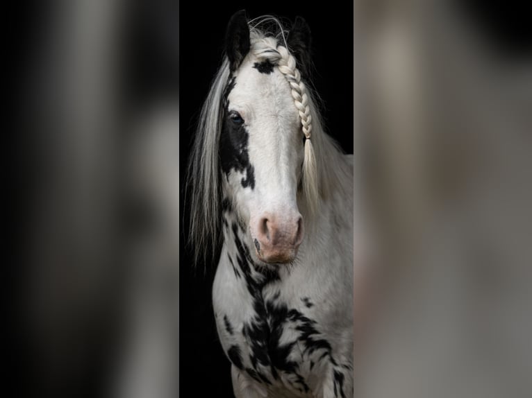 Tinker Croisé Jument 9 Ans 135 cm Gris noir in Valchava