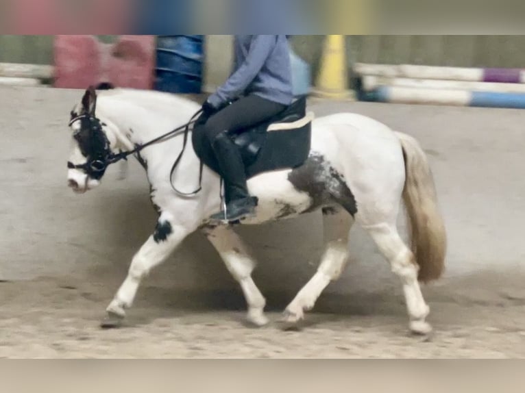 Tinker Jument 9 Ans 135 cm Pinto in Würzburg