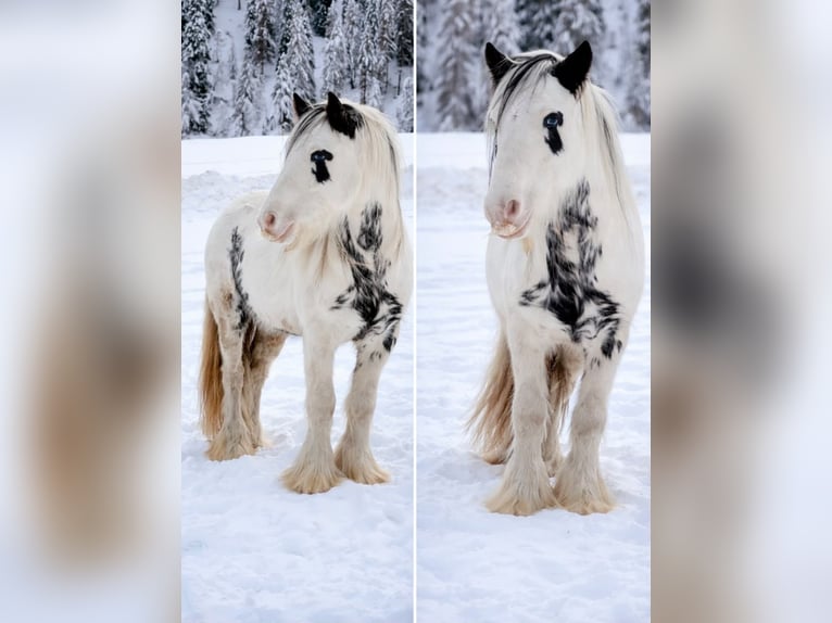 Tinker Croisé Jument 9 Ans 135 cm Pinto in Valchava