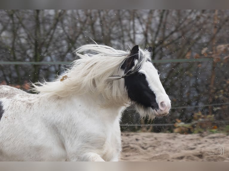 Tinker Jument 9 Ans 136 cm in Hagen