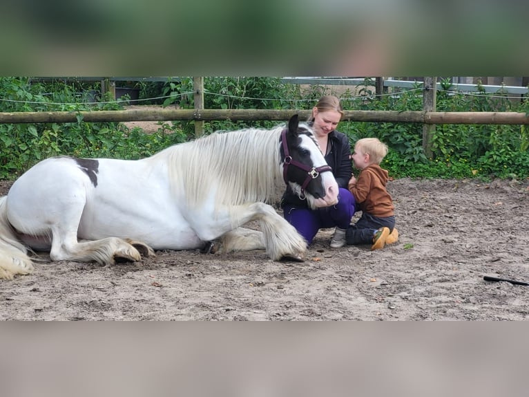 Tinker Jument 9 Ans 136 cm in Hagen