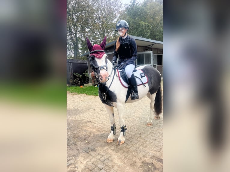 Tinker Jument 9 Ans 137 cm Pinto in De Cocksdorp