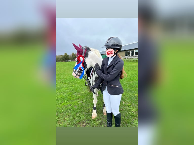 Tinker Jument 9 Ans 137 cm Pinto in De Cocksdorp