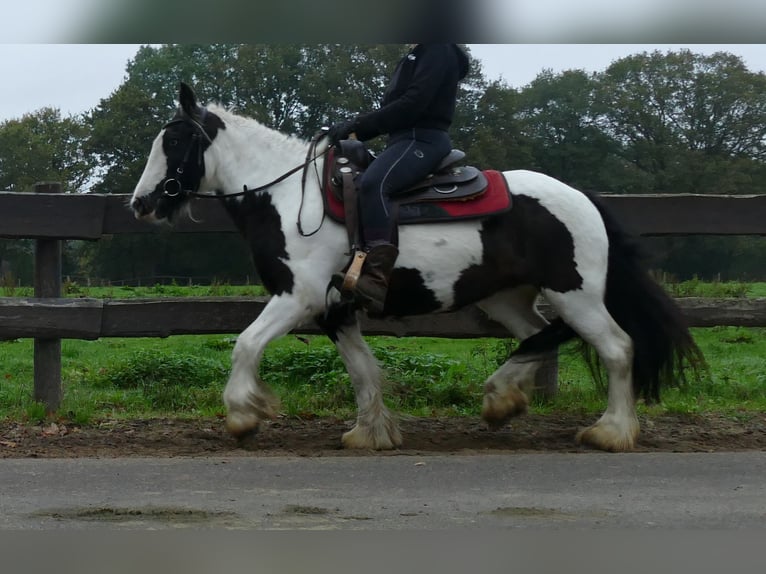 Tinker Jument 9 Ans 139 cm Pinto in Lathen