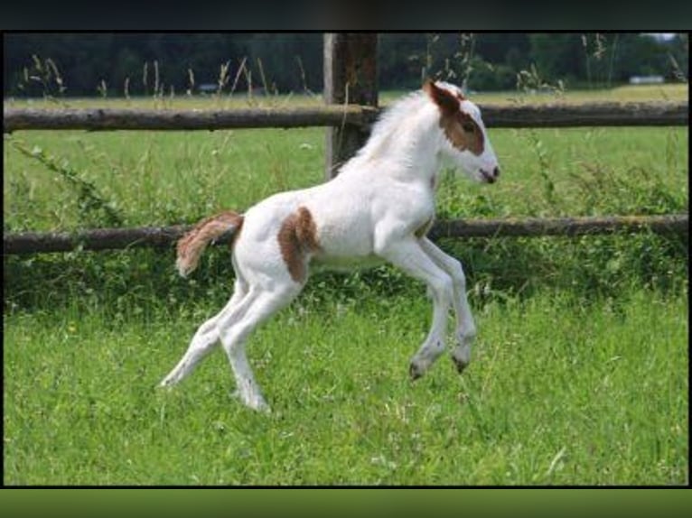 Tinker Jument 9 Ans 140 cm Pinto in Pleystein