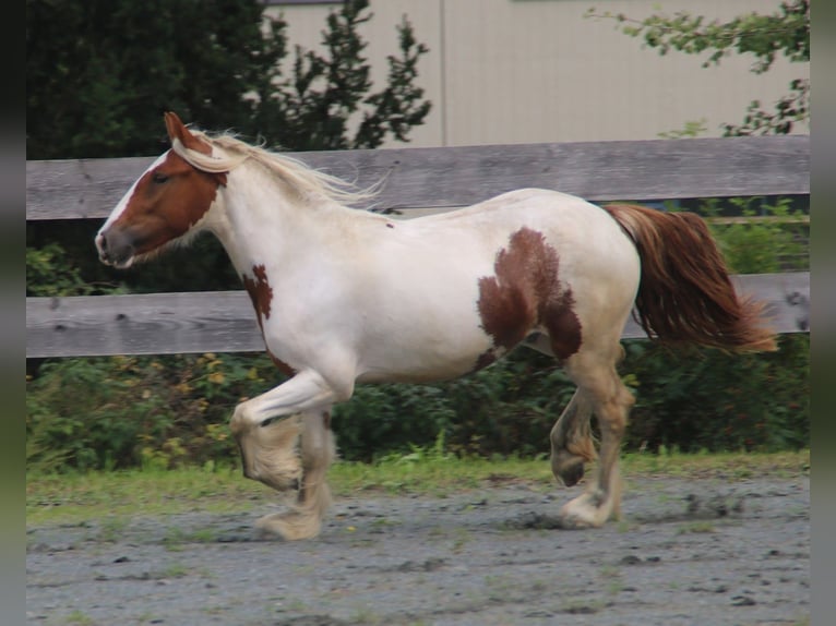 Tinker Jument 9 Ans 140 cm Pinto in Pleystein