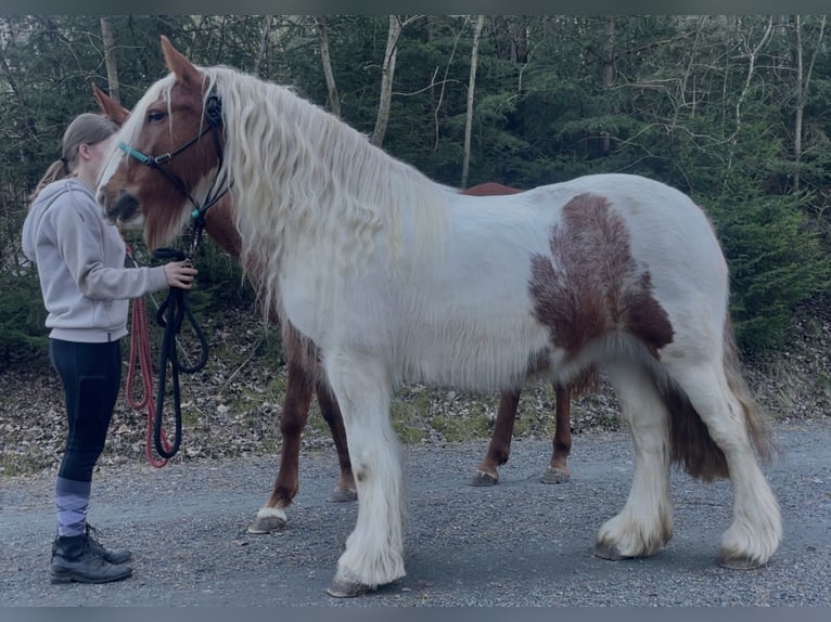 Tinker Jument 9 Ans 140 cm Pinto in Pleystein