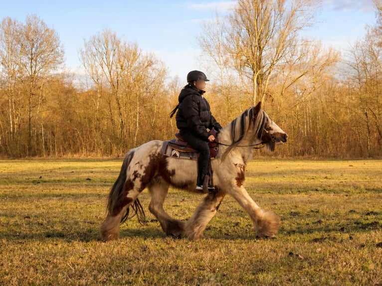 Tinker Jument 9 Ans 142 cm Pinto in Gera